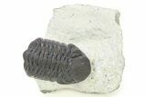 Eldredgeops Trilobite - Centerfield Limestone, New York #286550-2